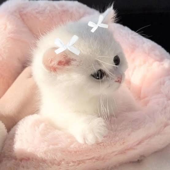 Kawaii Cute PFP