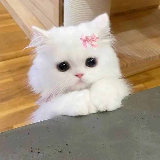 Kawaii Cute PFP