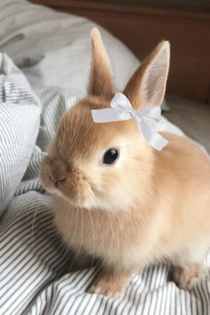 Coquette PFP