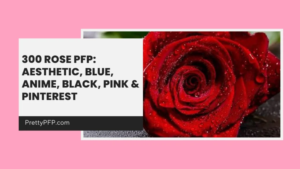 Rose PFP